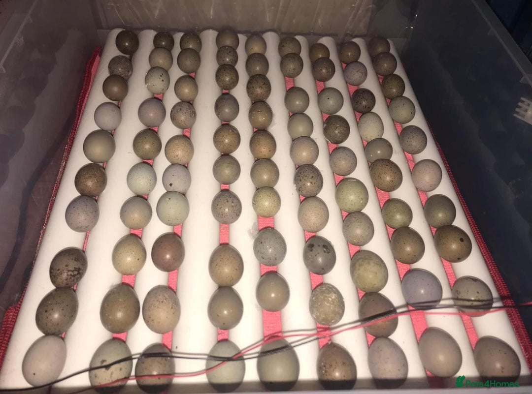 Quail poultry for sale: QUAIL EGGS/CHINESE PAINTED BUTTONS ! - Advert 3