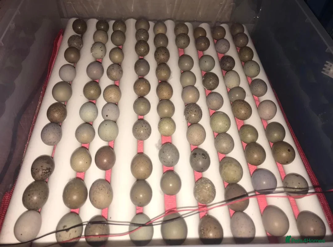Quail poultry for sale: QUAIL EGGS/CHINESE PAINTED BUTTONS ! - Advert 3