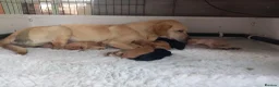 Labrador Retriever dogs for sale: KC reg, DNA tested working Labrador puppies in Wrexham - Advert 2