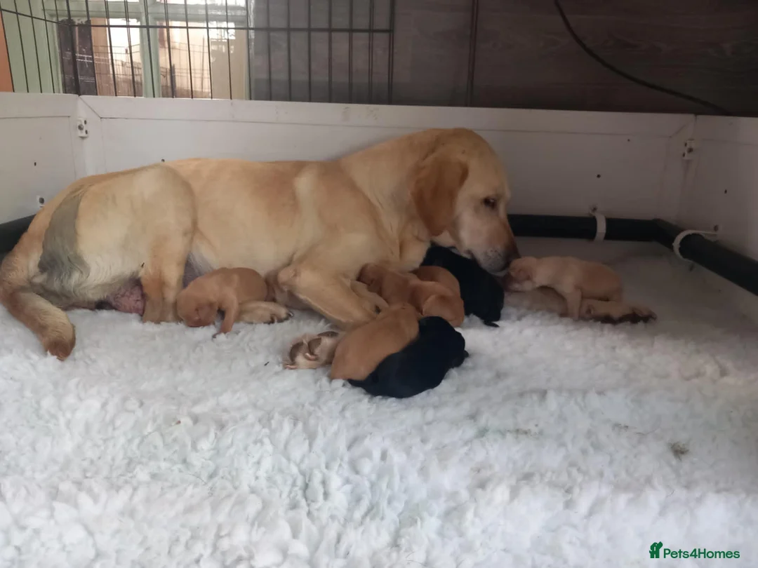 Labrador Retriever dogs for sale: KC reg, DNA tested working Labrador puppies in Wrexham - Advert 2