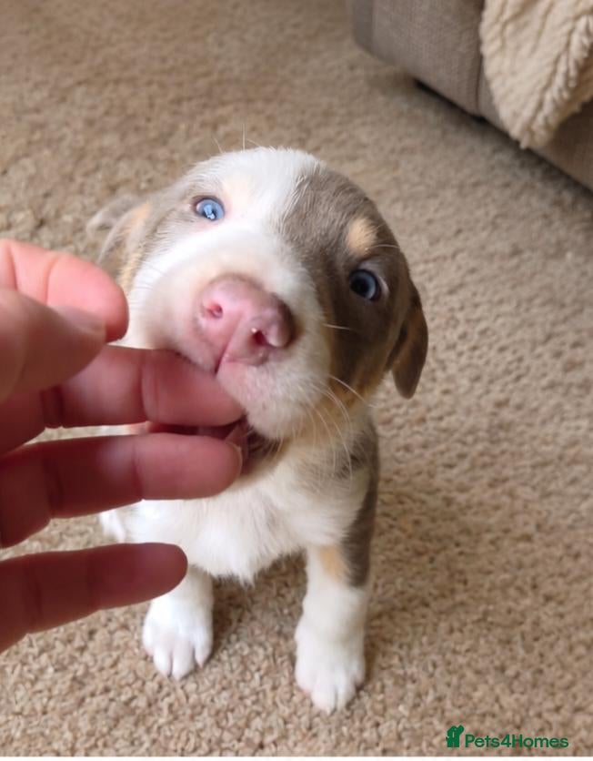 Border Collie dogs for sale: DNA tested ISDS Parents Lilac & Blue Puppies - Advert 1