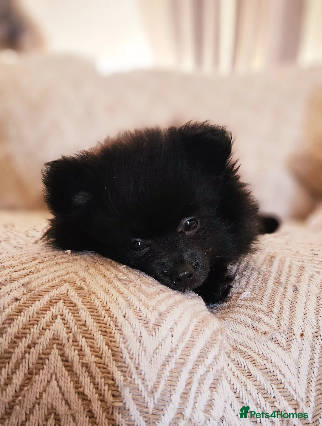 Pomeranian dogs for sale: Beautiful Pomeranian puppies  in Alexandria - Advert 1
