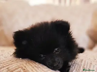 Pomeranian dogs Beautiful Pomeranian puppies - Advert 6