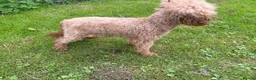 Toy Poodle dogs for stud: Toy poodle for stud proven  - Advert 4