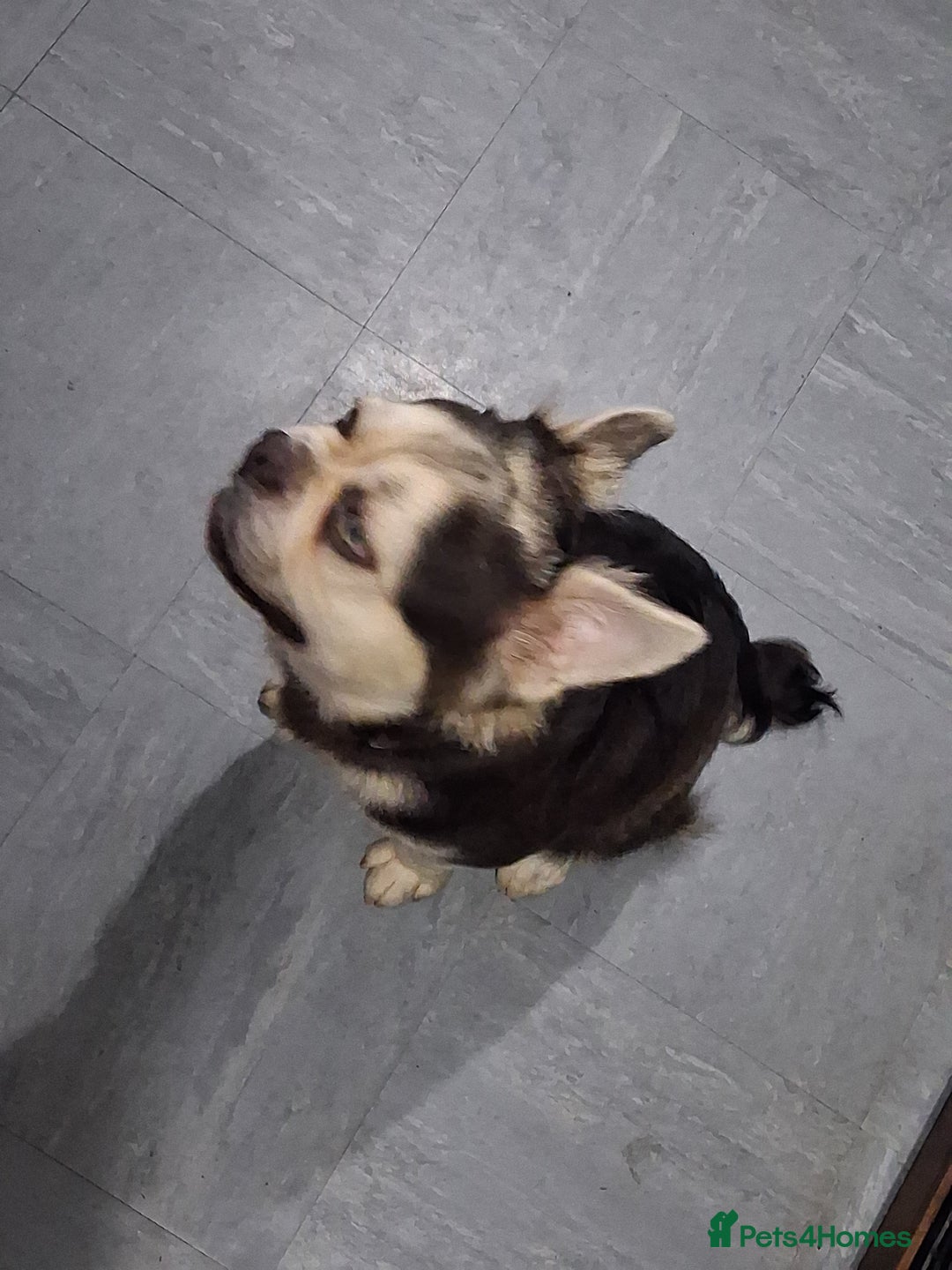 Frug dogs for sale: Puppy - Image 2