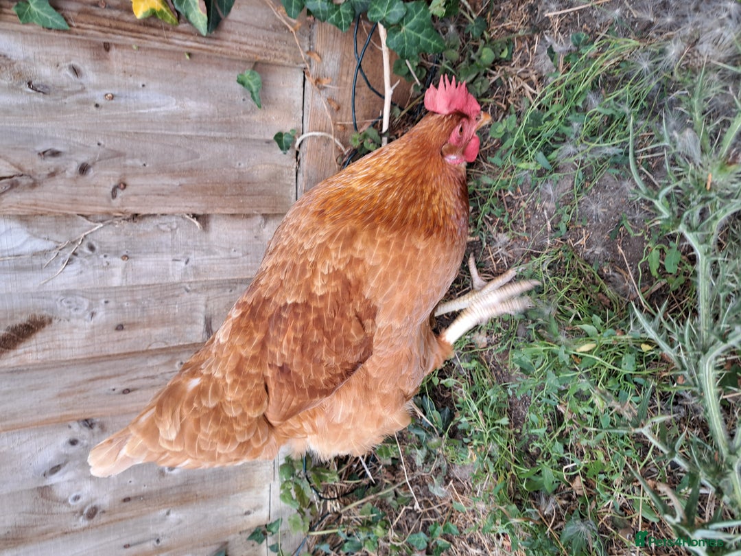Chickens poultry for sale: Healthy, Happy ISA Brown Hen - Image 7