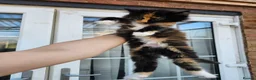 Maine Coon cats for sale: Beautiful Maine Coon Kittens - Advert 9