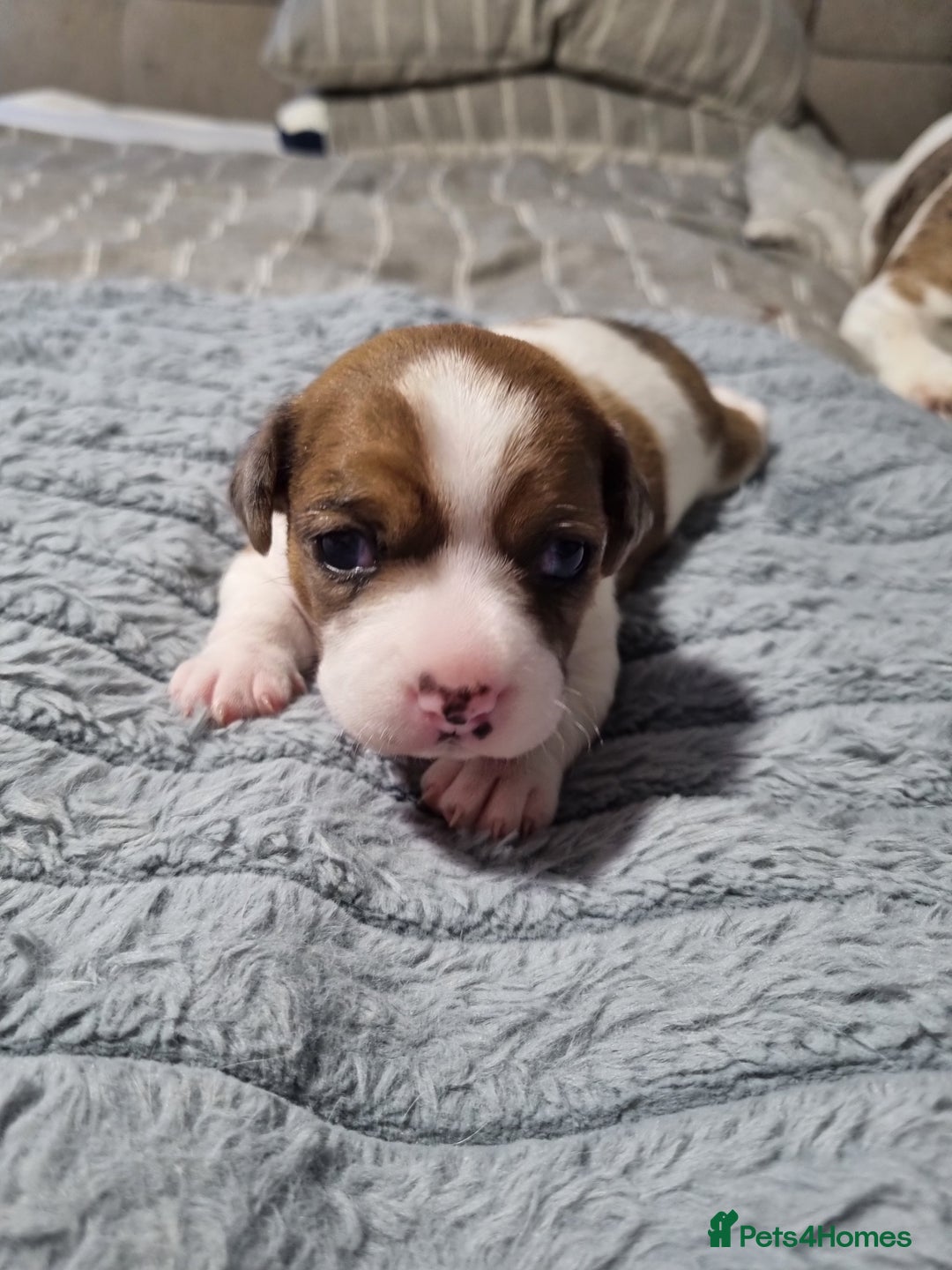 Jack Russell dogs for sale: Jack Russell X Shih Tzu Puppies - Advert 29