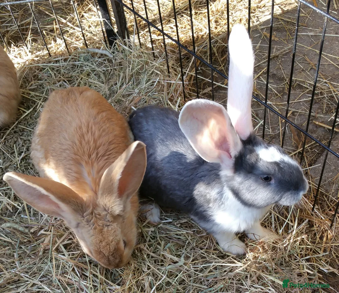 Continental Giant rabbits for sale: Pure Continental Giants - White Eared - RESERVE  - Advert 20
