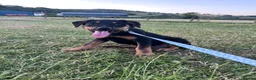 Huntaway dogs for sale: Huntaway puppies - Advert 2