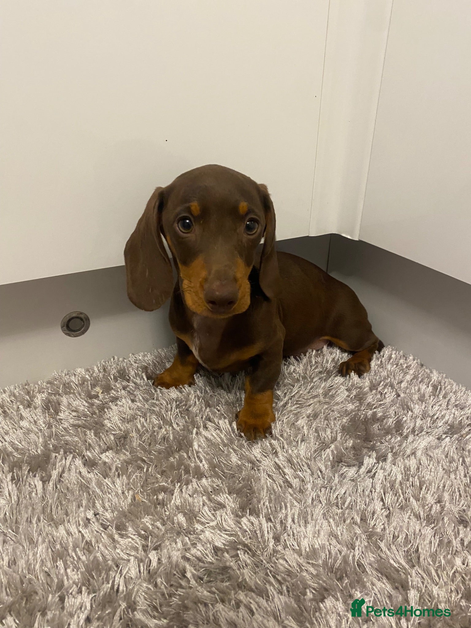 Miniature Dachshund dogs miniature dachshund  - Advert 1