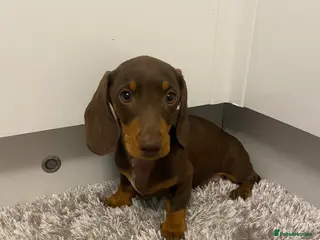 Miniature Dachshund dogs miniature dachshund - Advert 1