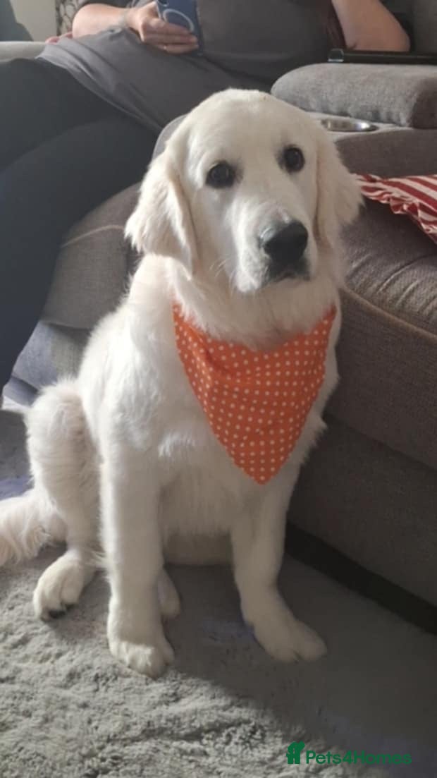 Golden Retriever dogs Golden( white) retriever for STUD - Advert 2