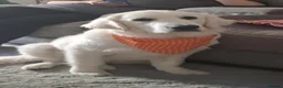 Golden Retriever dogs for stud: Golden( white) retriever for STUD - Advert 1