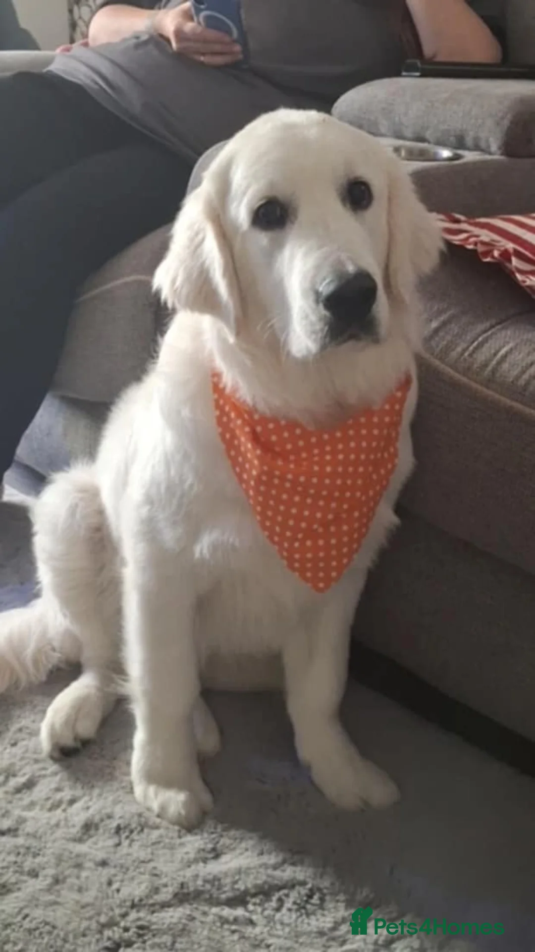 Golden Retriever dogs for stud: Golden( white) retriever for STUD - Advert 1