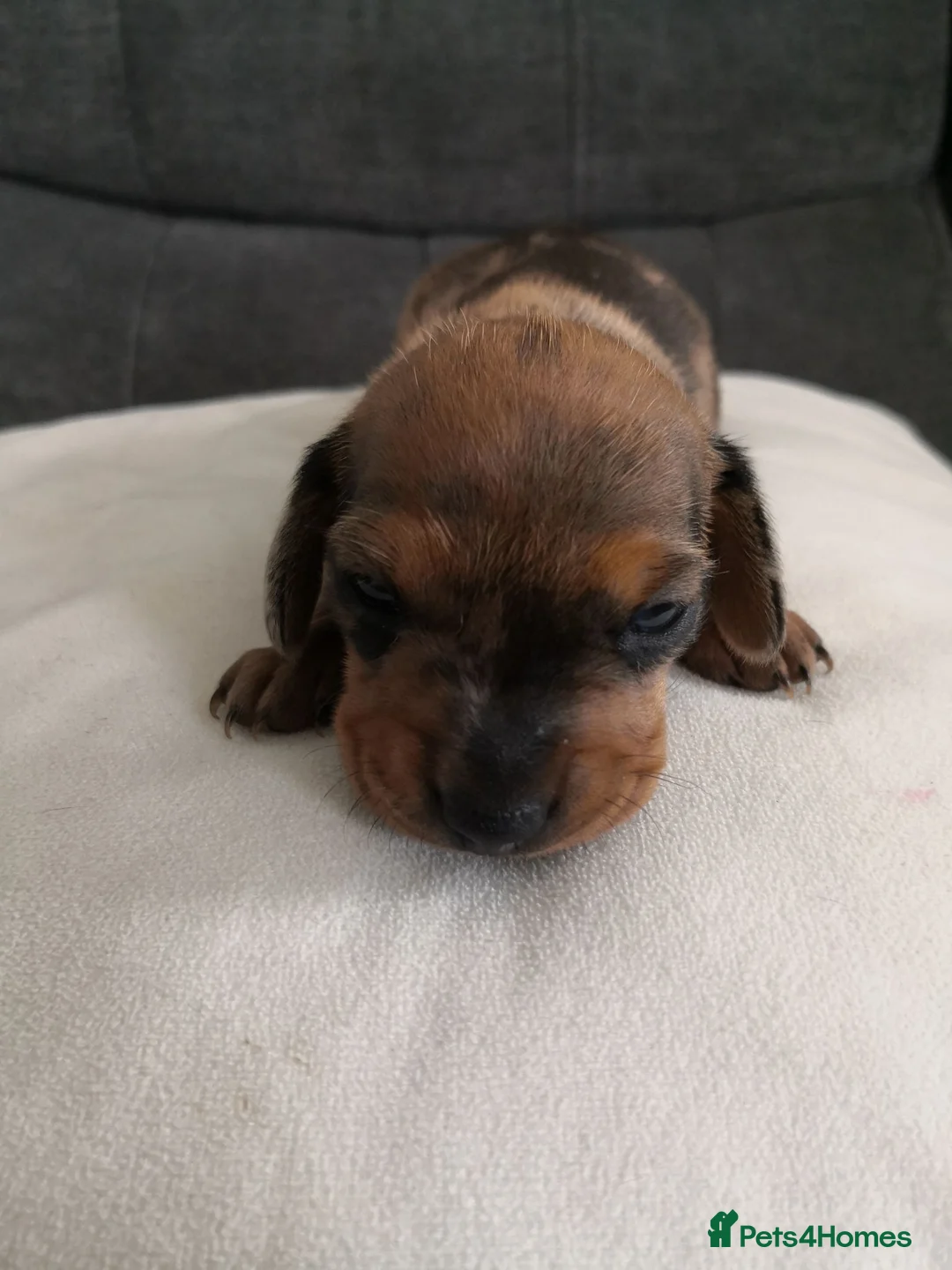 Miniature Dachshund dogs for sale: Beautiful miniature dachshund pups  in Bridgend - Advert 9