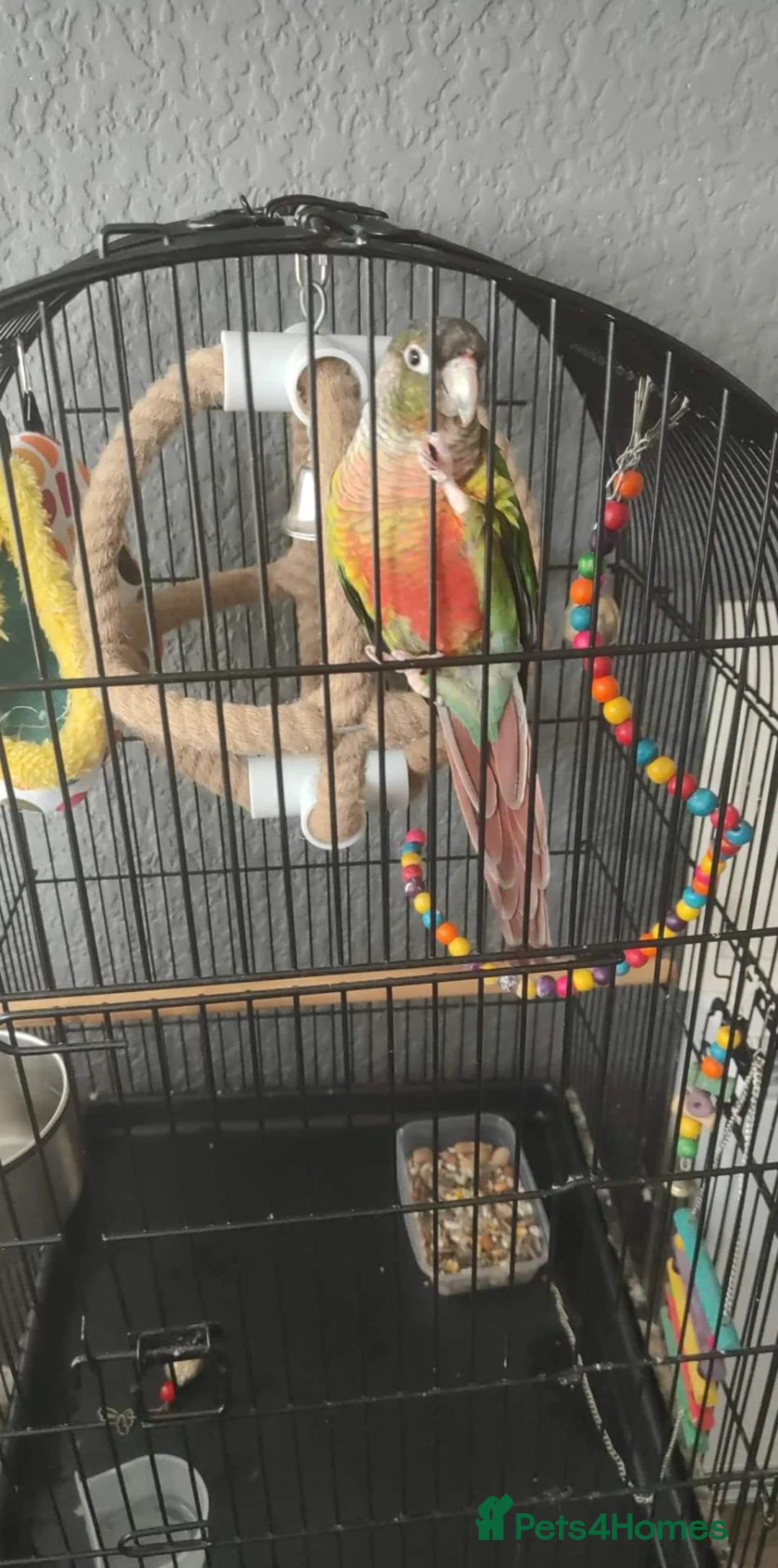 Conures birds for sale: Green cheek conure  in Gateshead - Advert 3