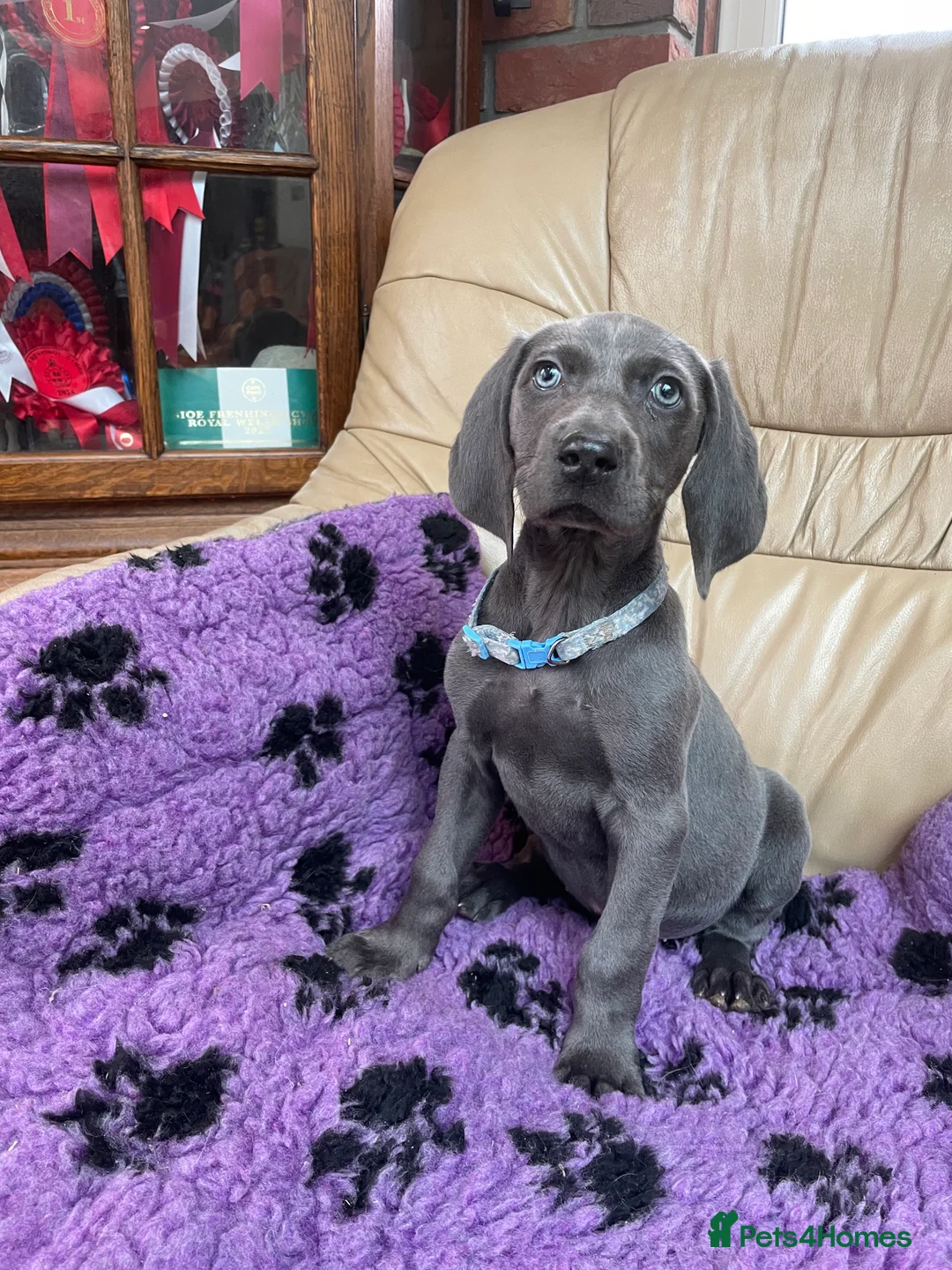 Weimaraner dogs for sale: Weimaraner kc registered  - Advert 4