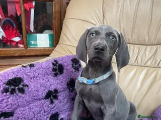Weimaraner dogs Weimaraner kc registered - Advert 1