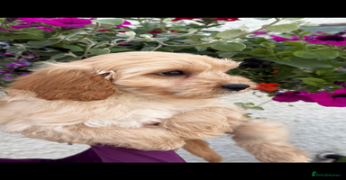 Cavapoo dogs in Lanark - Advert 4