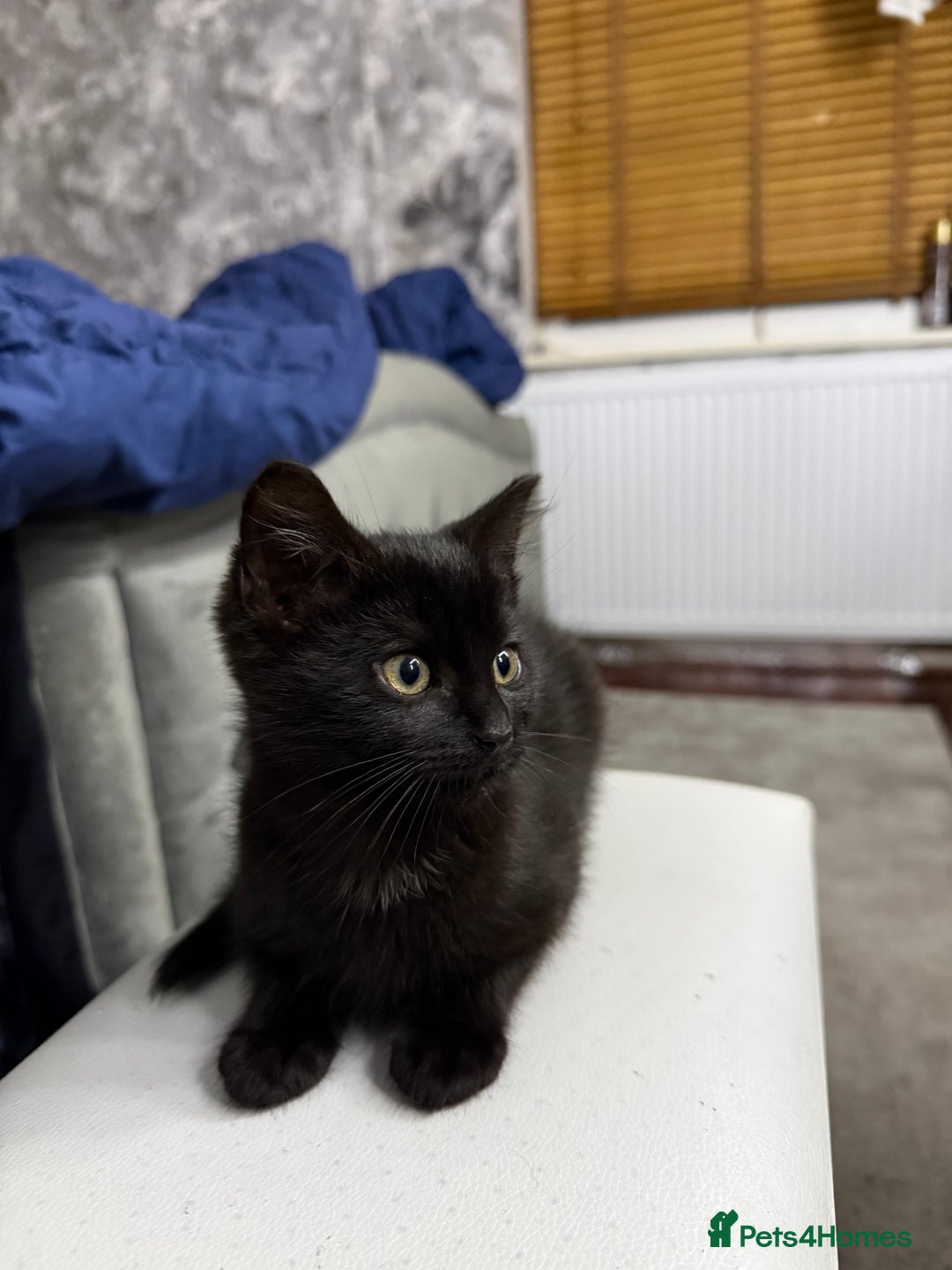 Mixed Breed cats for sale: 10-Week-Old Playful Kittens Seeking Loving Homes - Advert 12