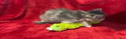 Maine Coon cats for sale: 6 Beautiful Maine Coon crossed Ragdoll kittens - Advert 10