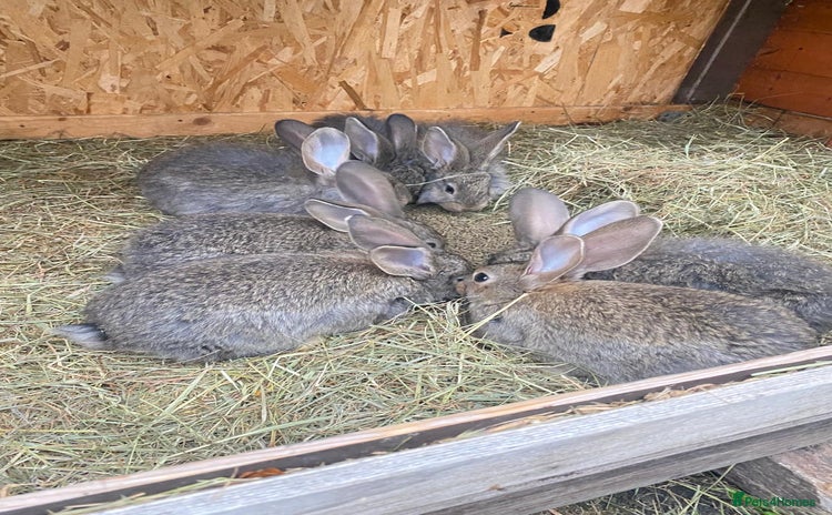 Continental Giant rabbits - Advert 7