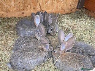 Continental Giant rabbits - Advert 34