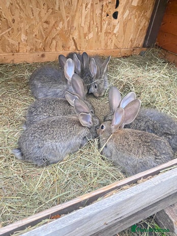 Continental Giant rabbits - Advert 6