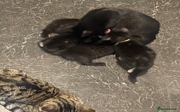 Mixed Breed cats for sale: 2 male 2 female kittens - Image 15