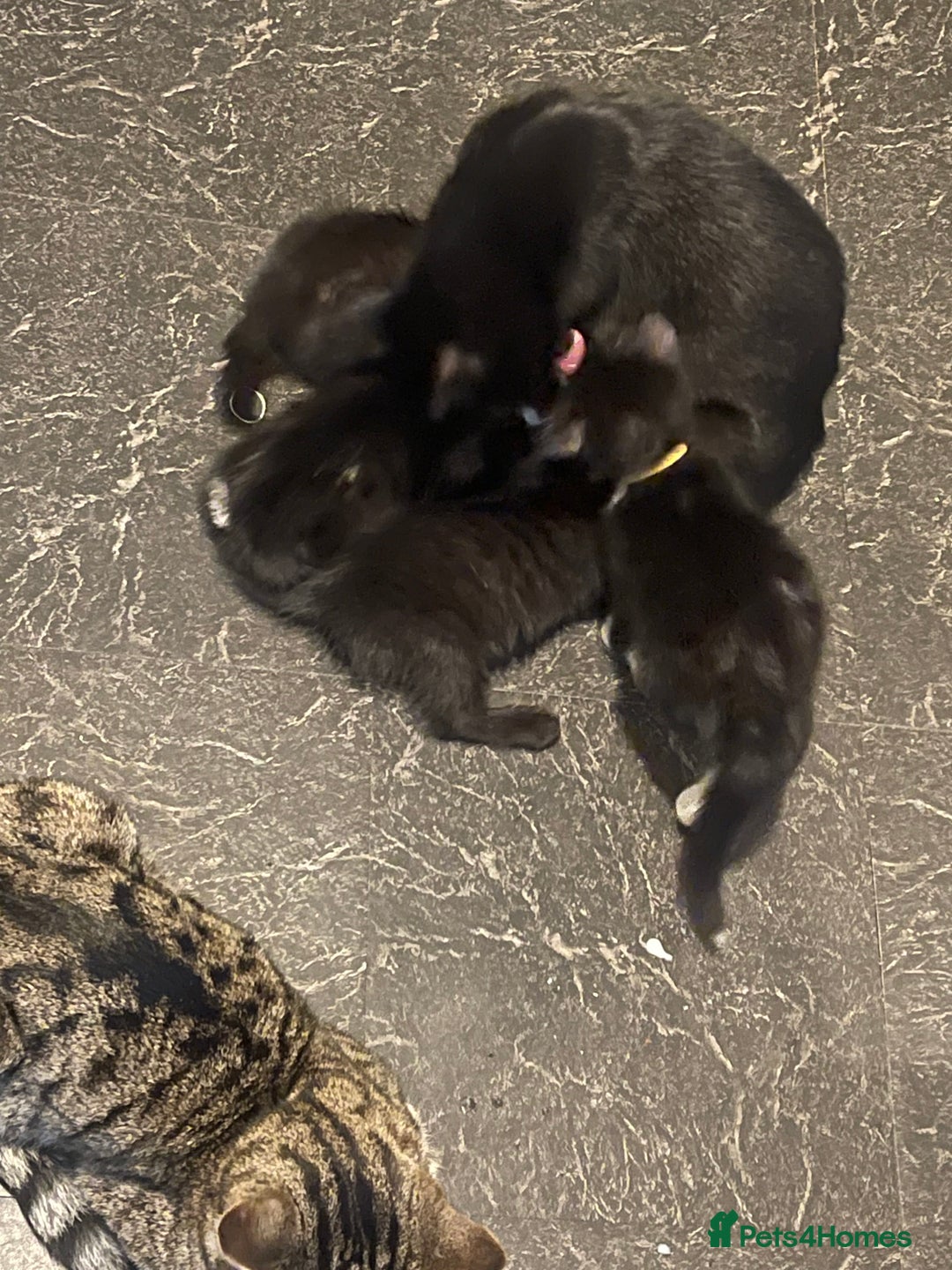 Mixed Breed cats for sale: 2 male 2 female kittens - Image 15
