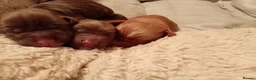 Cocker Spaniel dogs for sale: 4 female cocker pups DNA clear  in Milton Keynes - Advert 6