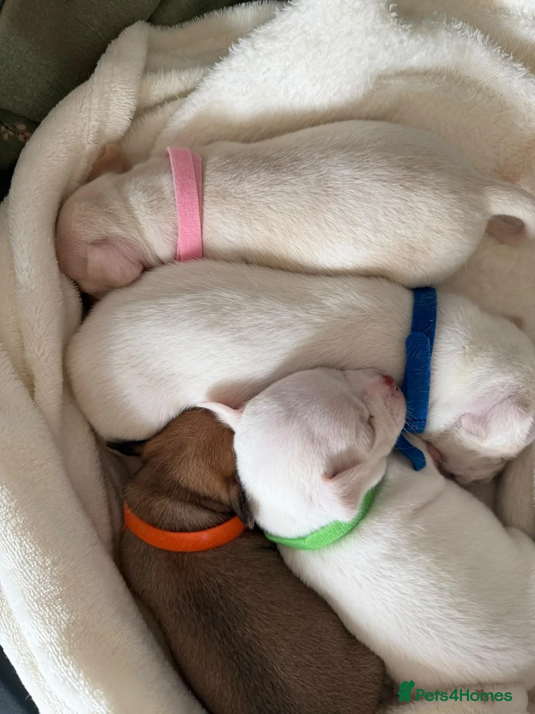 Chihuahua dogs for sale: Beautiful Chihuahua Pups - Advert 2