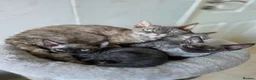 Devon Rex cats for sale: Pedigree TICA Registered Devon Rex Kitten - Advert 3