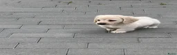 Miniature Dachshund dogs for sale: Cream quality miniature DACHSHUNDS - Advert 4