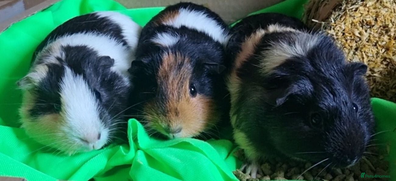 Guinea Pig rodents Three Young Female Guinea Pigs with Full C&C Setup - Advert 1