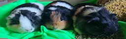 Guinea Pig rodents for sale: Three Young Female Guinea Pigs with Full C&C Setup in Gosport - Advert 1
