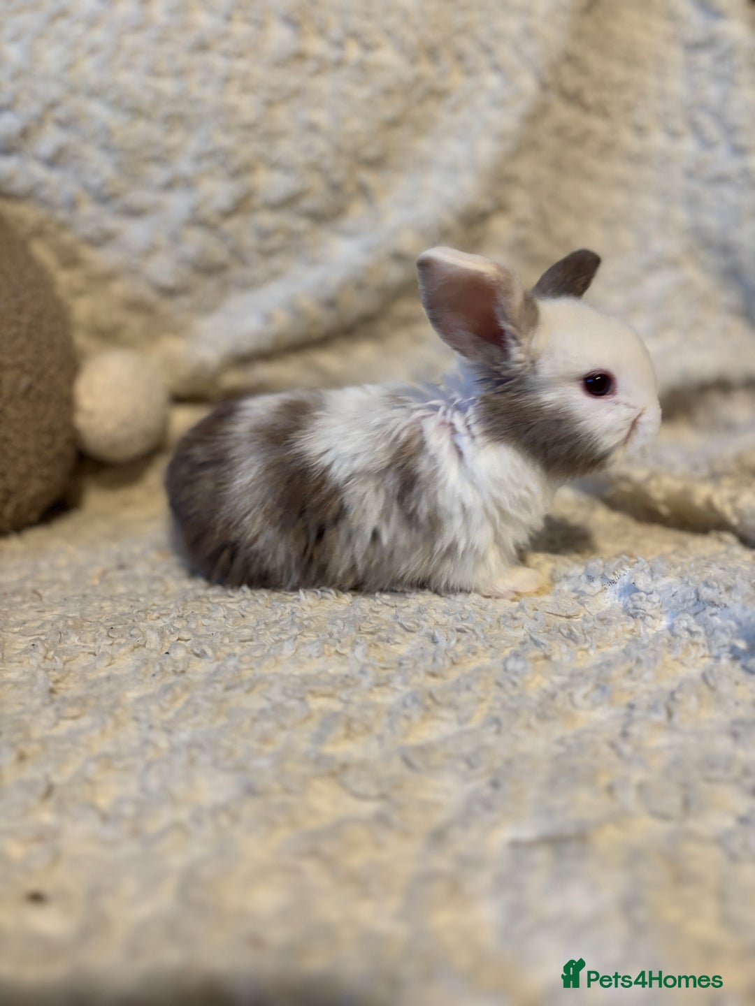 Mini Lop rabbits for sale: Mini lop babies 🫶🏻 ready to reserve ✨ - Image 6