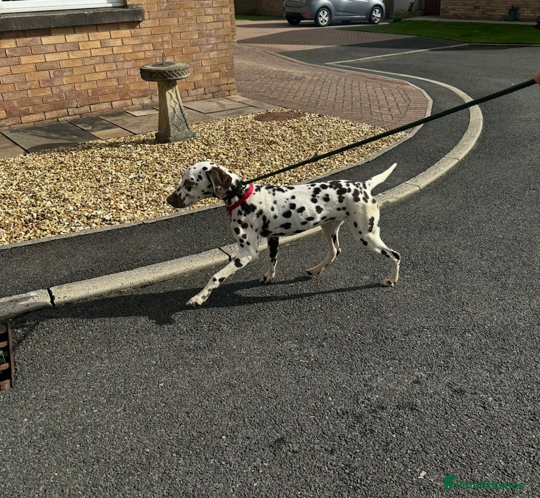 Dalmatian dogs for sale: 7 month old male Dalmatian  - Image 2