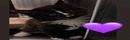 European cats for sale: Kittens  - Advert 8