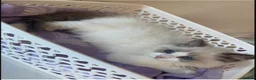 Ragdoll cats for sale: Tica registeredChampion breed Ragdoll kittens - Advert 7