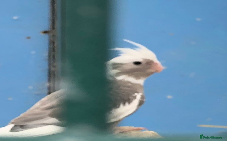 Cockatiels birds - Advert 6