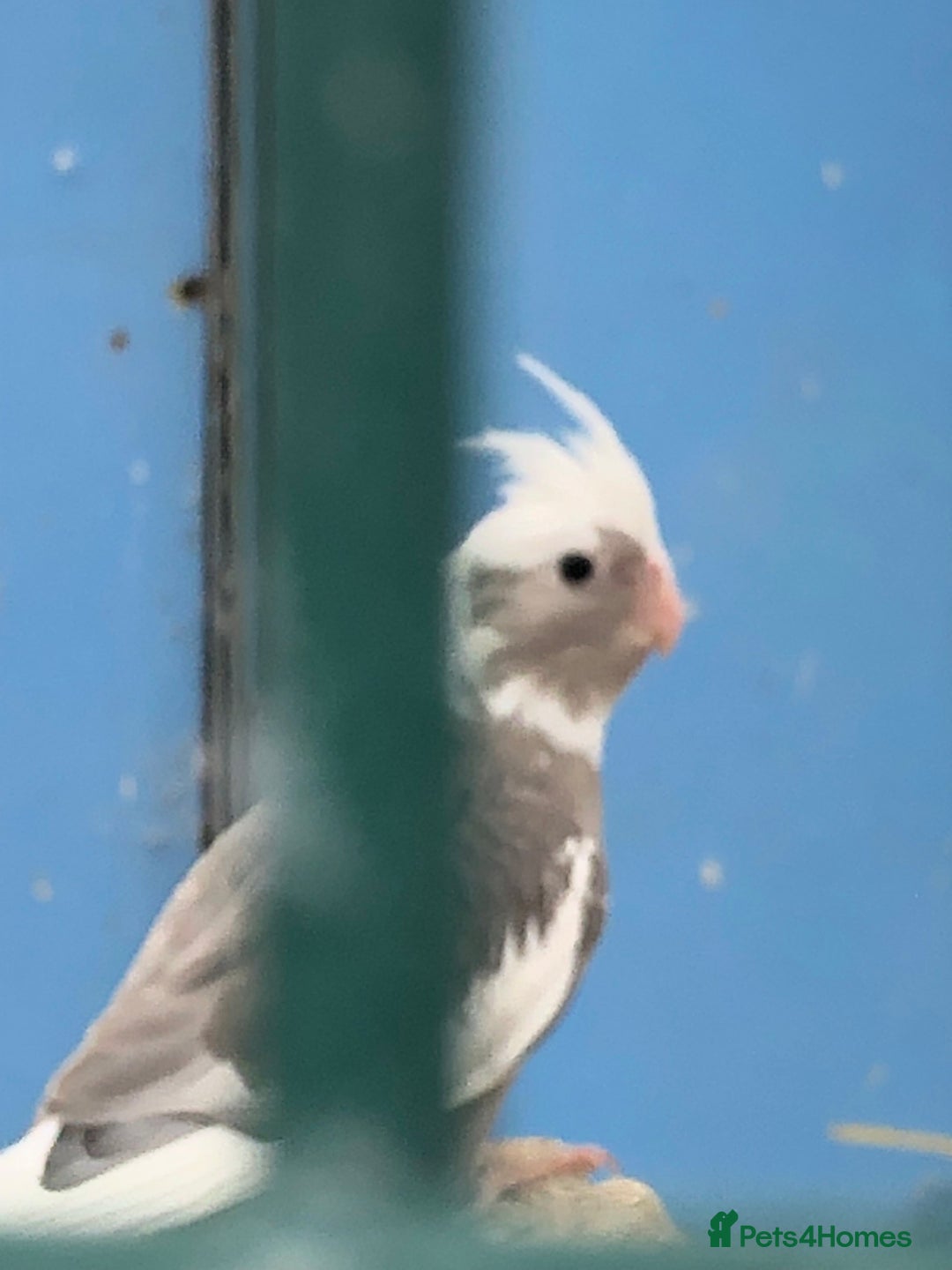 Cockatiels birds for sale: Cockatiels - Image 1