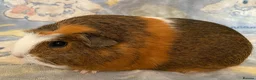 Guinea Pig rodents for sale: Gorgeous baby Guinea pigs - Advert 4