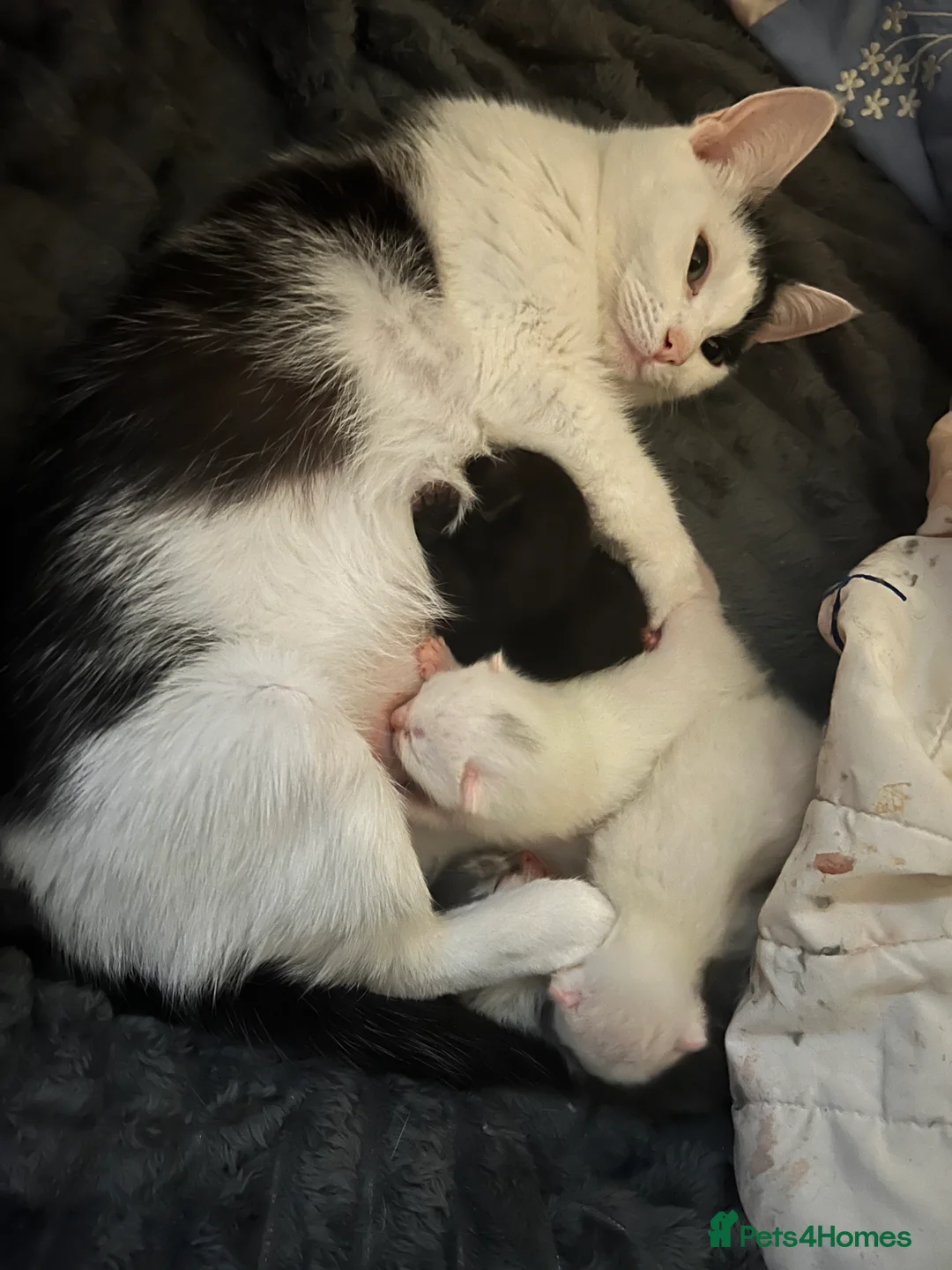 Mixed Breed cats for sale: 1 Black kitten ready for her new home Macclesfield - Advert 2