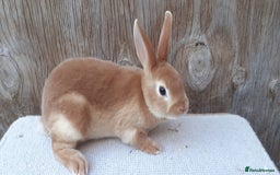 Rex rabbits for sale: Mini Rex Babies and 6 month old Doe - Image 3