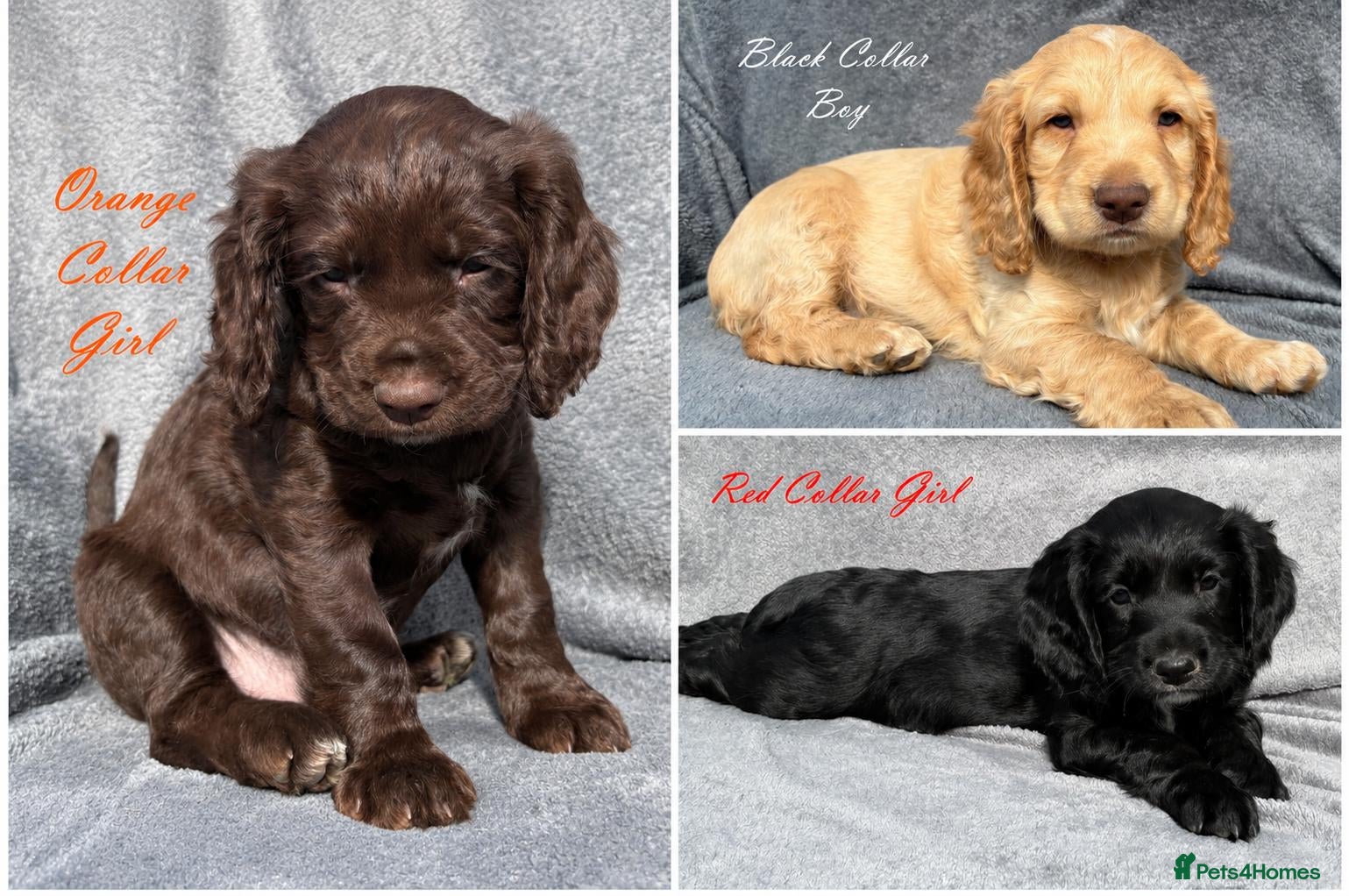 Cocker Spaniel dogs Gorgeous KC reg Cocker Spaniel pups (working type) - Advert 1