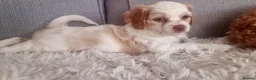 Mixed Breed dogs for sale: Hybrid dogs - Advert 8