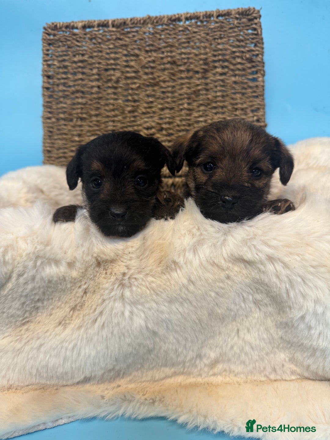 Mixed Breed dogs for sale: Unique Border Terrier X Mini Poodle Puppies! - Advert 1