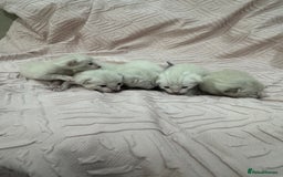 Bengal cats for sale: Adorable snow bengal kittens - Image 2
